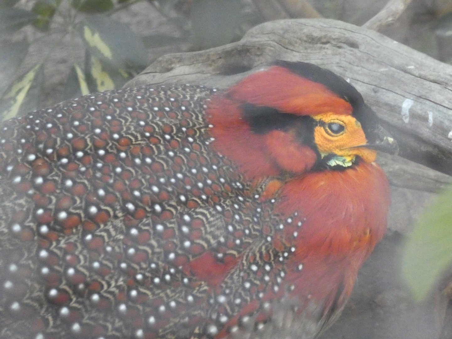 Blyth's Tragopan