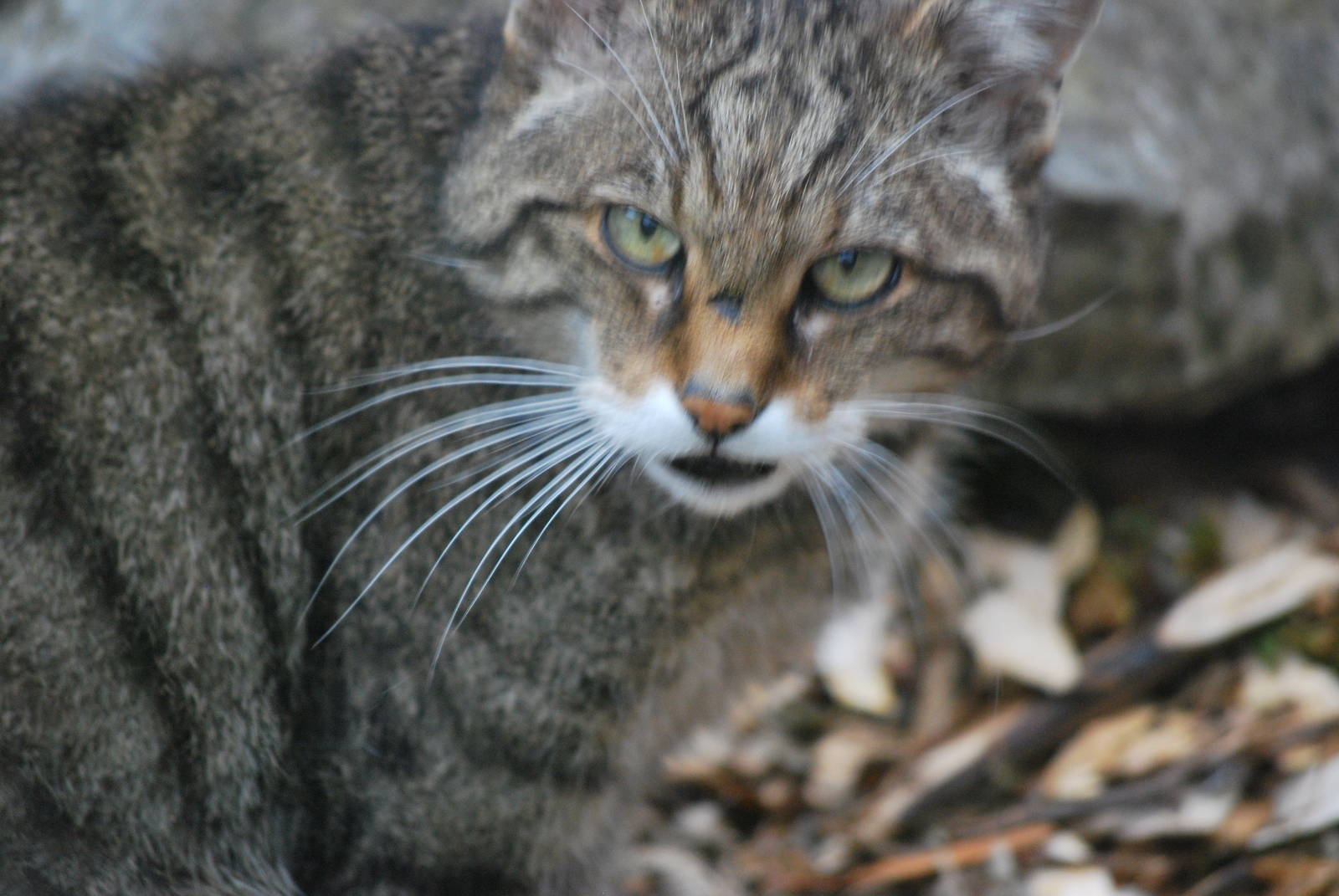 BNC Scottish Wildcat