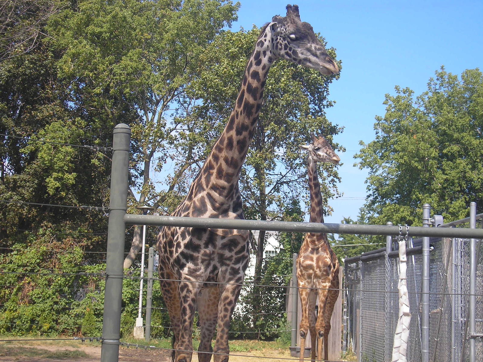 Bo and Mac the Giraffes