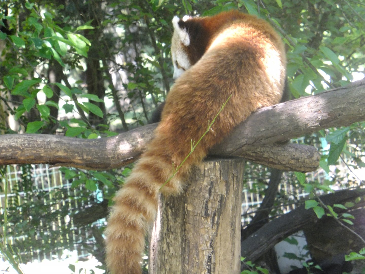 (Bo)Red panda