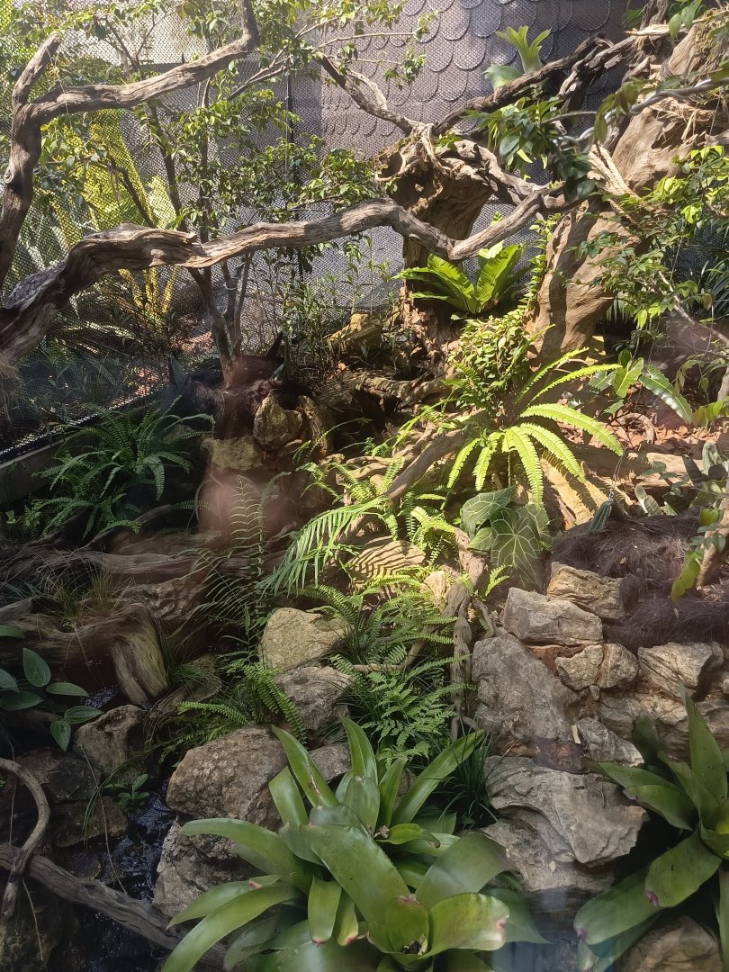 Boa and Terrapin Exhibit