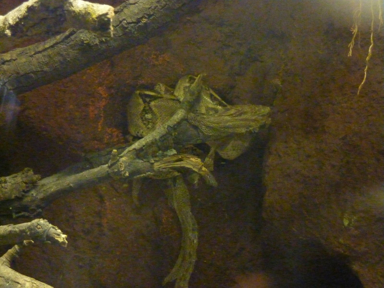 Boa constrictor, 10th April 2012