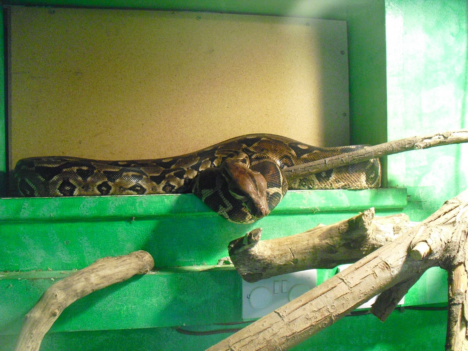Boa Constrictor - 16/10/2011