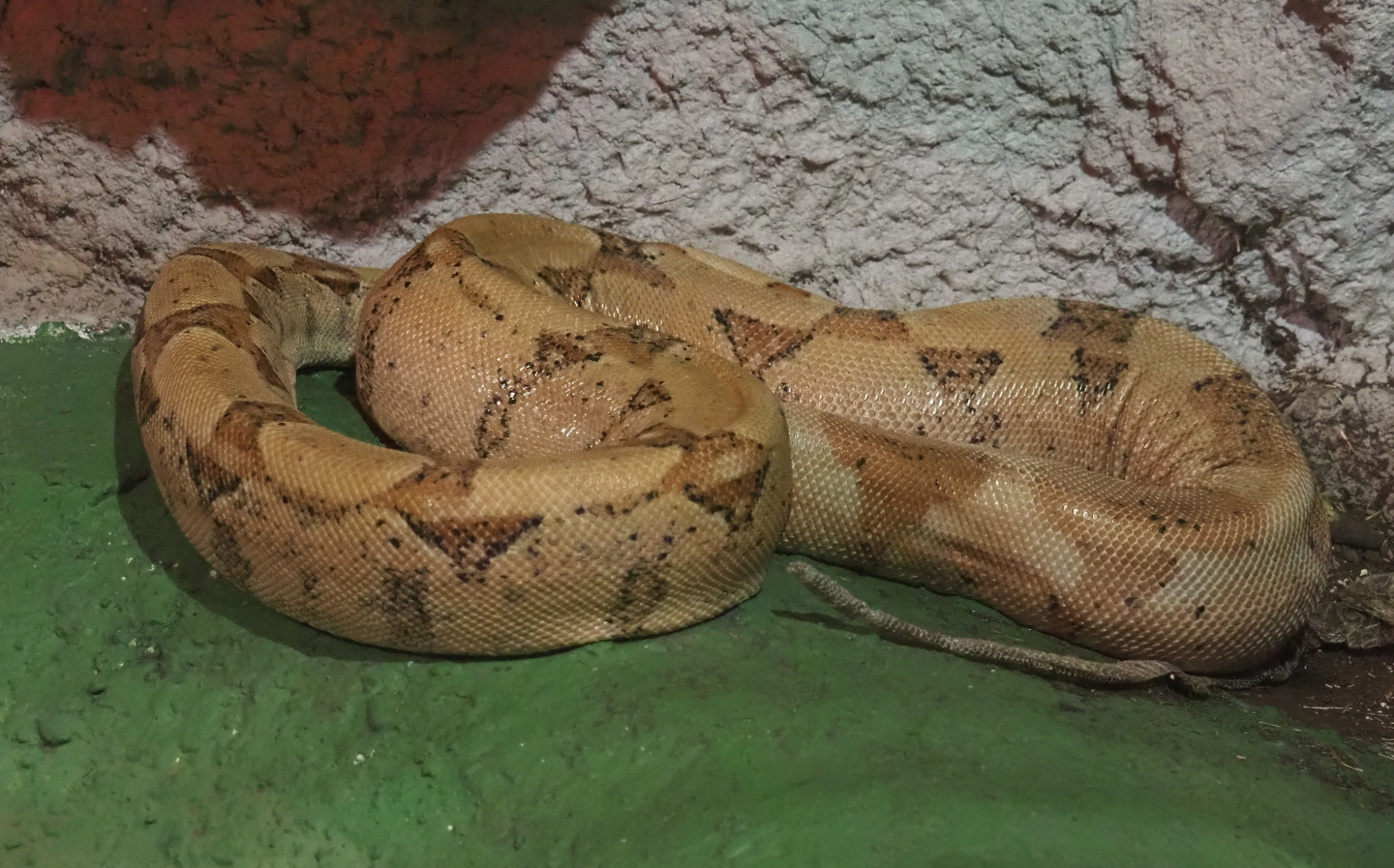 Boa constrictor, 2020-06-20