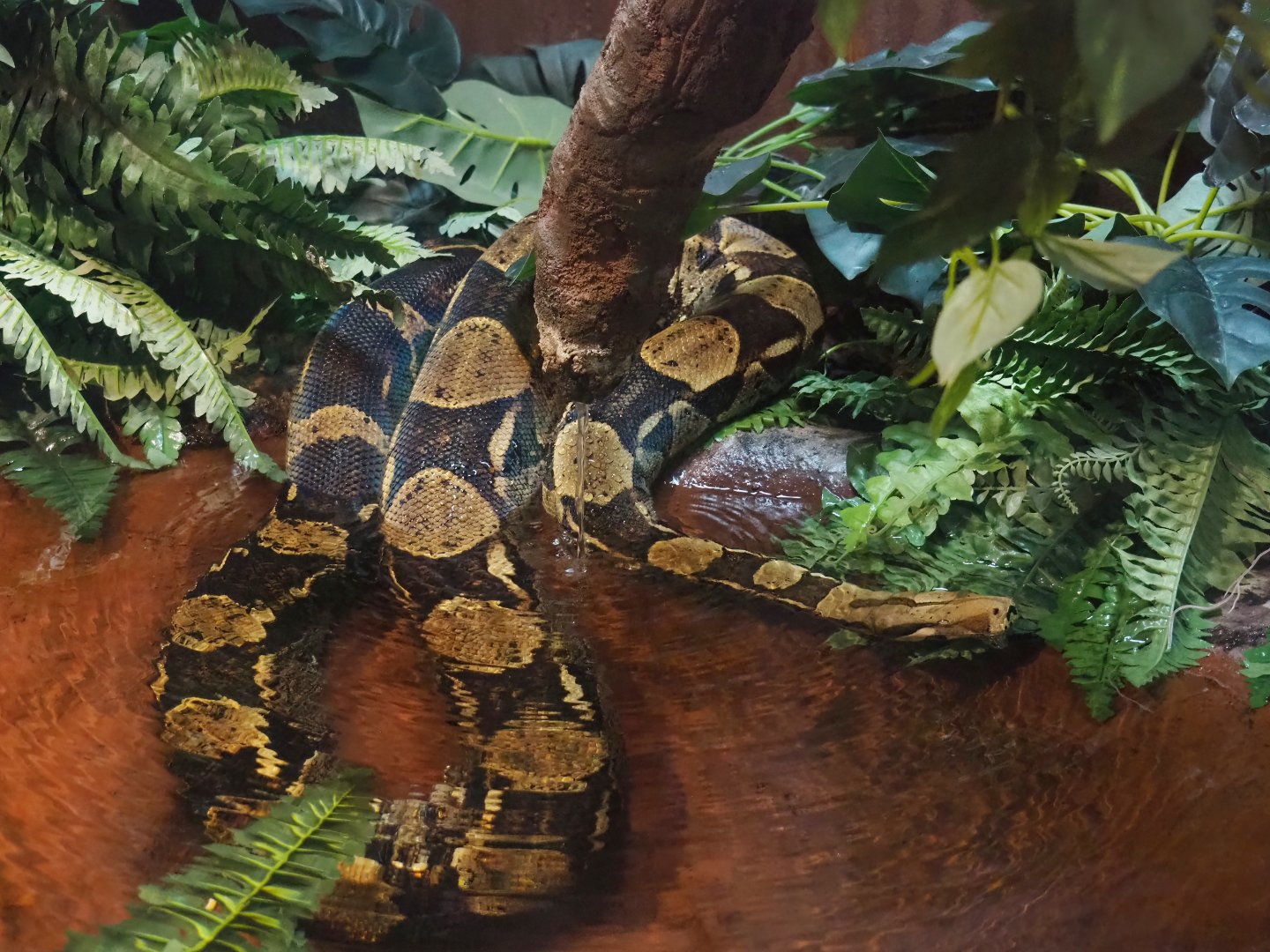 Boa constrictor, 2023-09-24