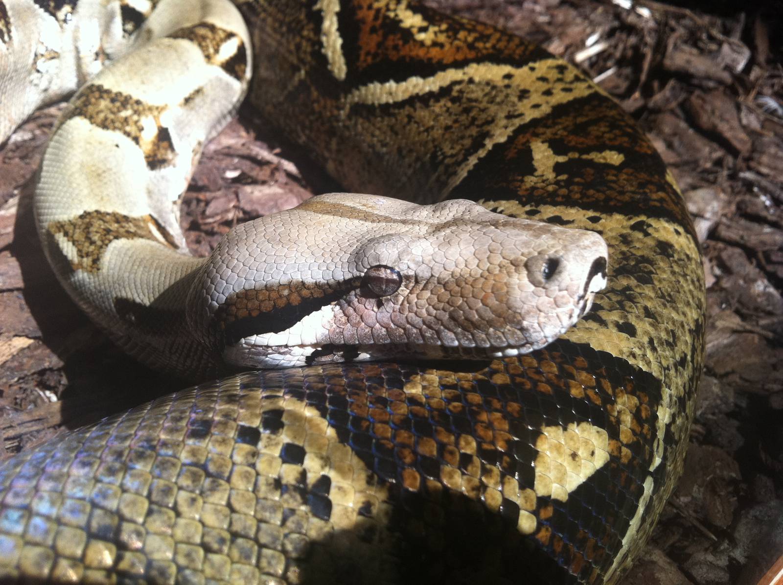 Boa Constrictor - 24th April 2011