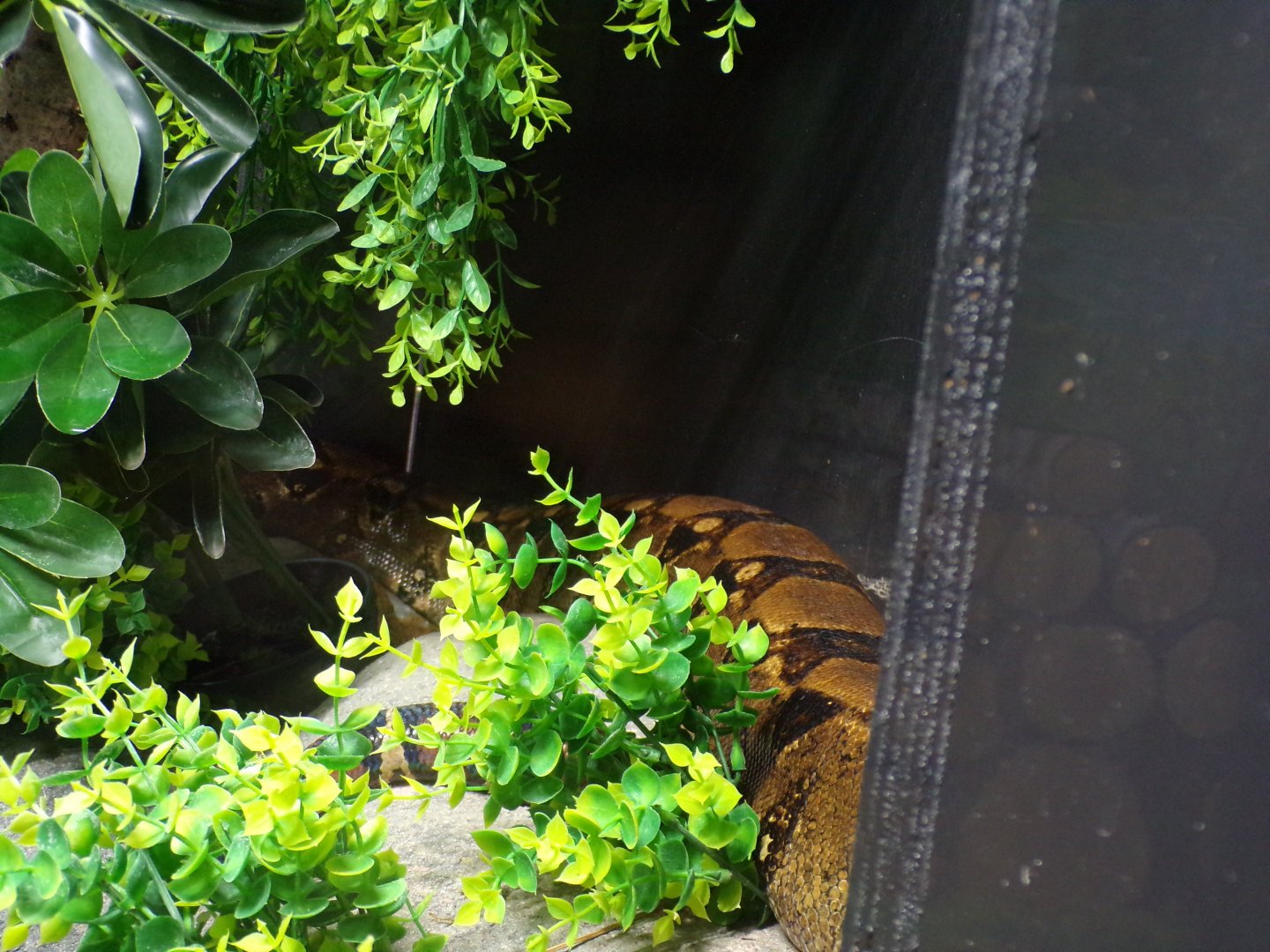 Boa constrictor 7.7.24