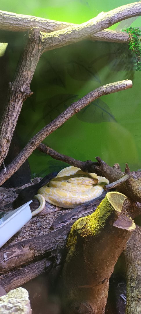 Boa Constrictor and Albino Burmese Python