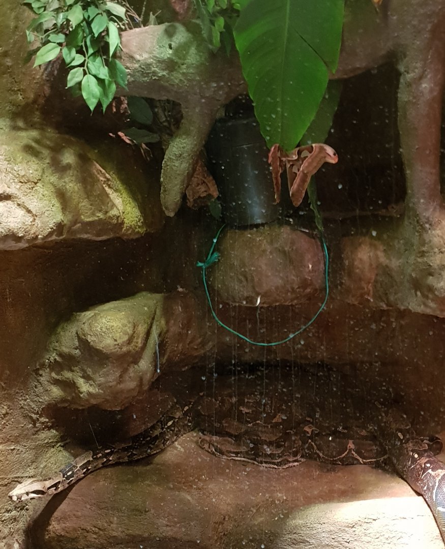 Boa constrictor and Atlas moth