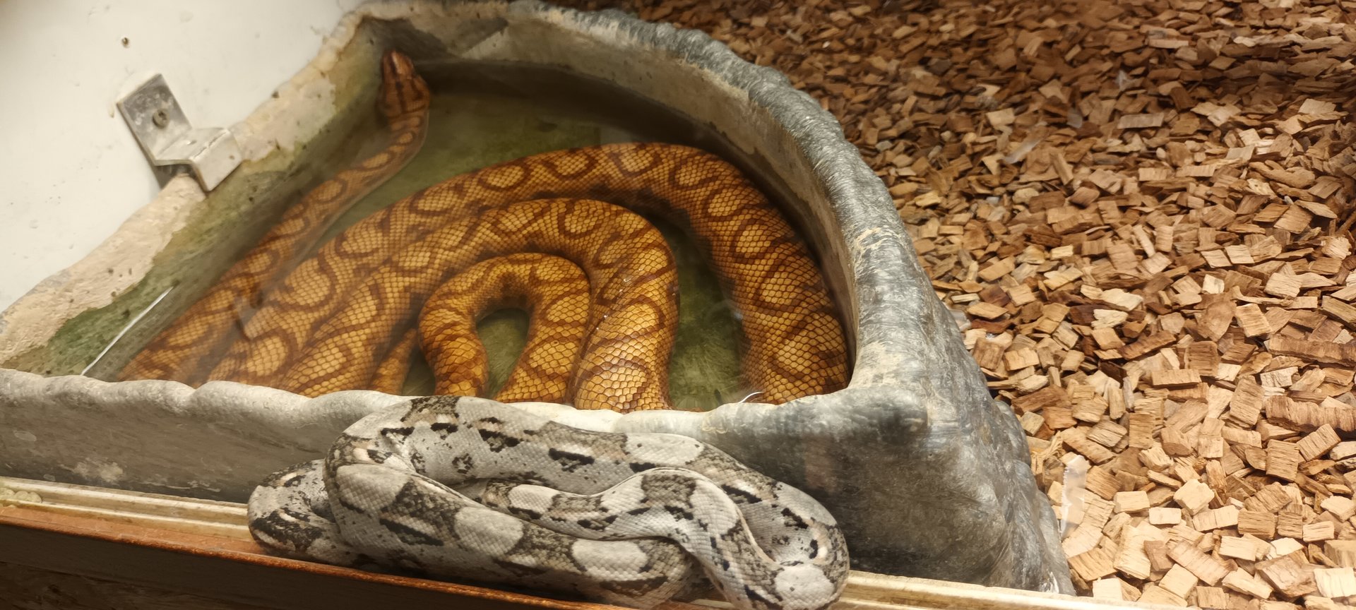 Boa constrictor and Rainbow Boa