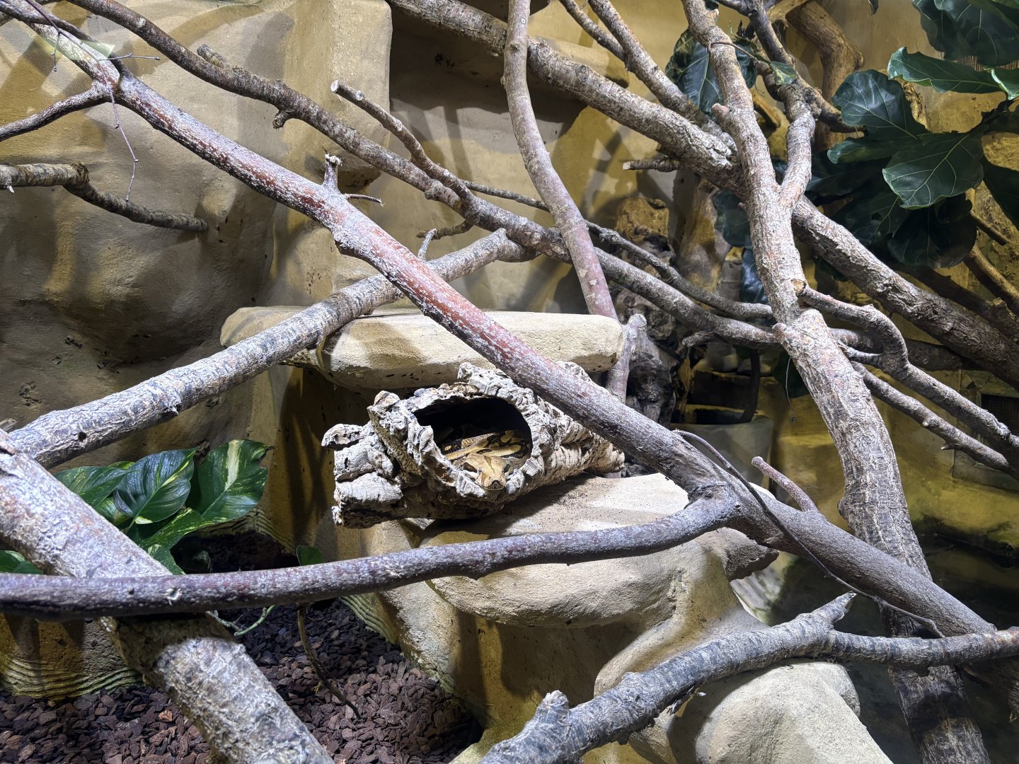 Boa constrictor and yellow-marginated box turtle enclosure