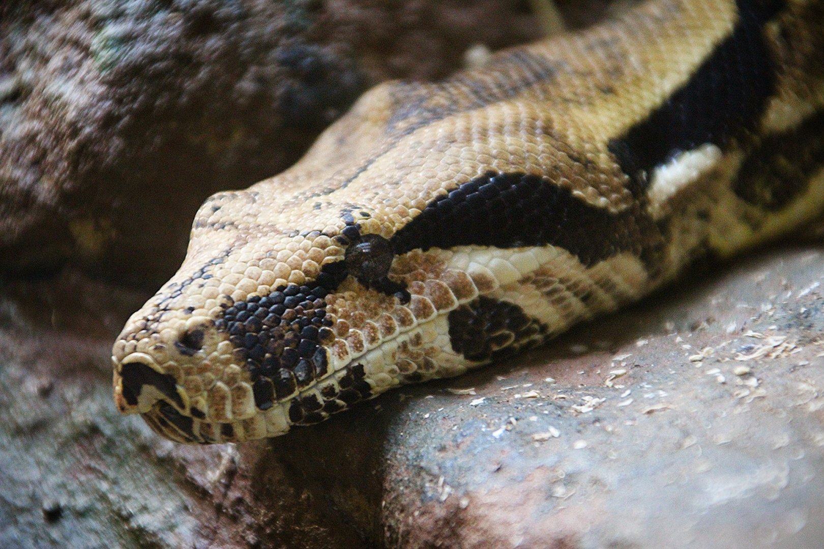 Boa Constrictor at Dudley Zoo