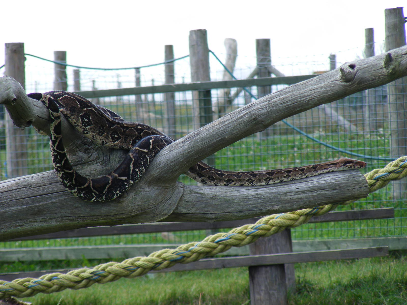 Boa constrictor at Eagle Heights, 10 September 2011