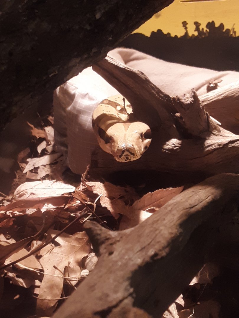 Boa Constrictor at the Greensboro Science Center
