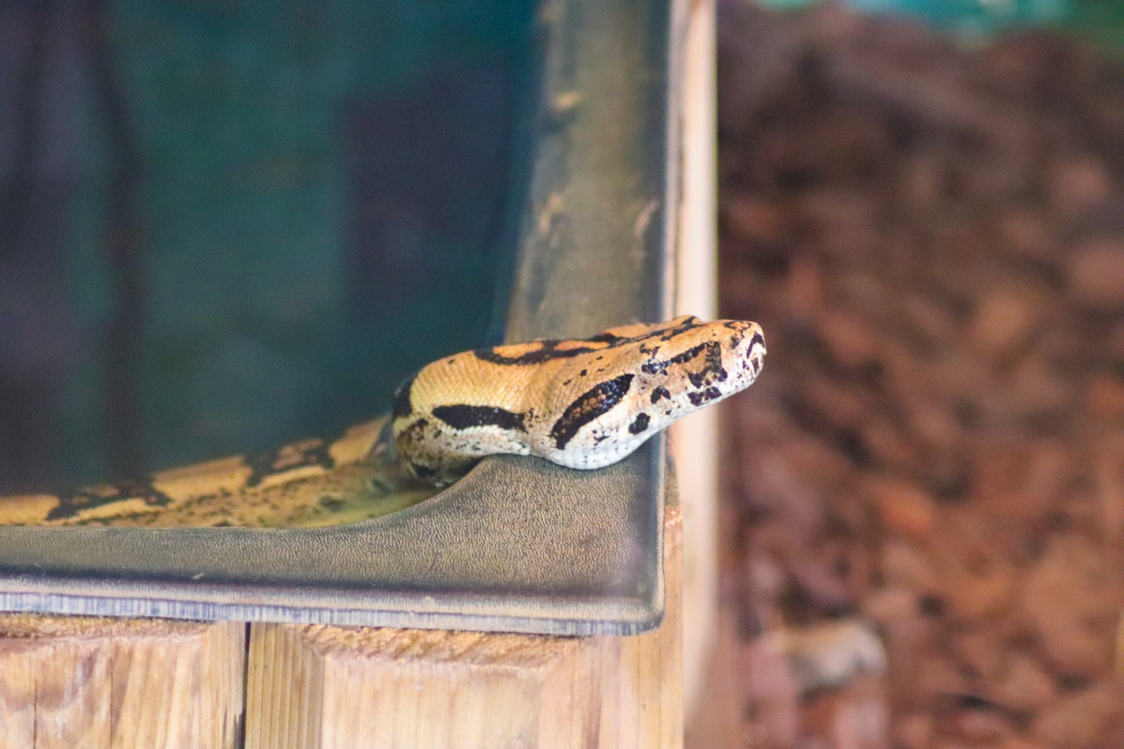 Boa Constrictor (Boa constrictor) - December 2018