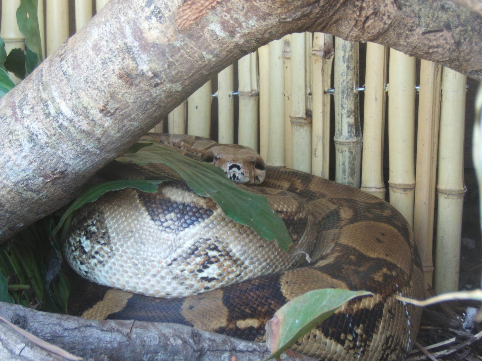 Boa Constrictor (Boa constrictor imperator)