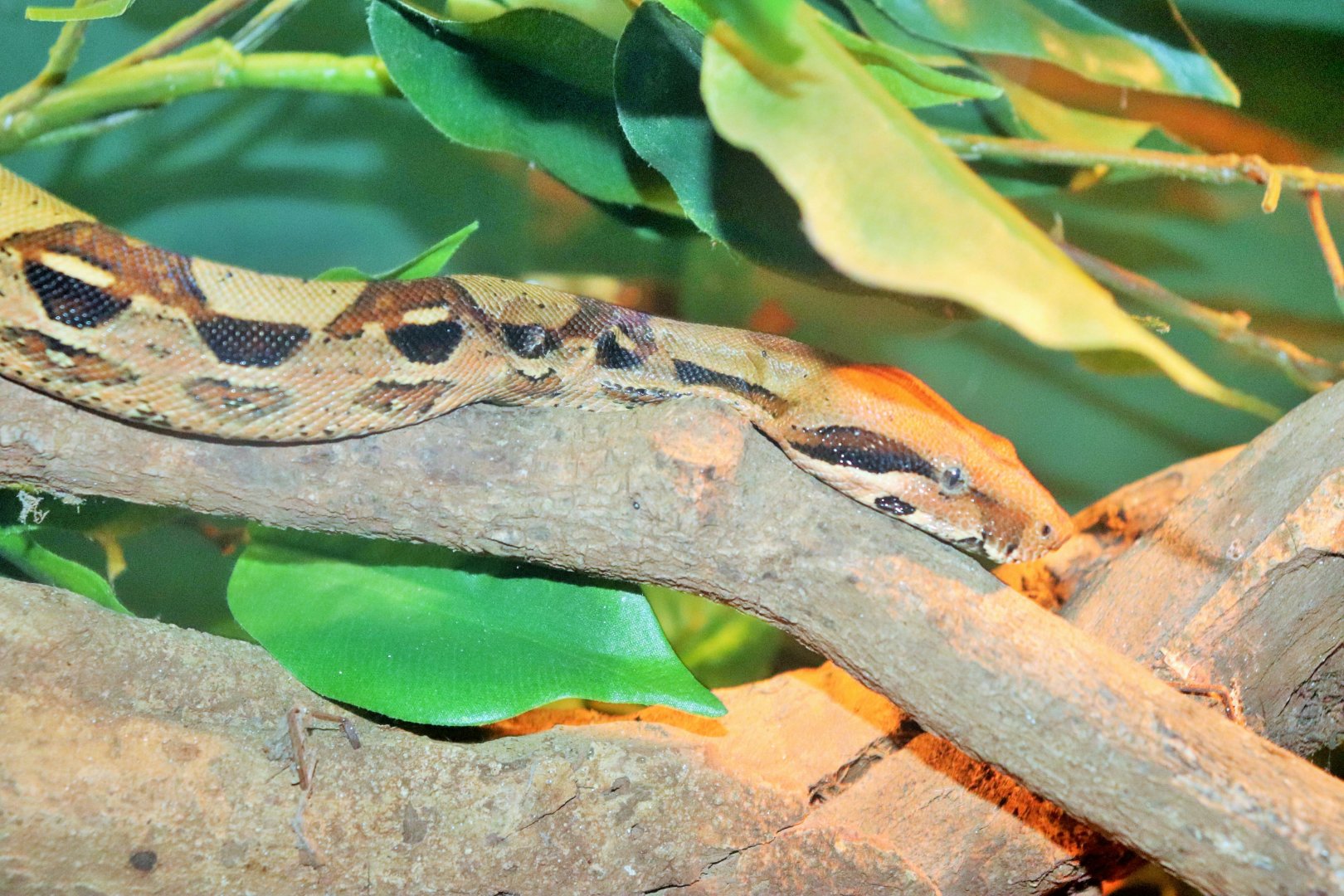 Boa Constrictor (Boa constrictor)
