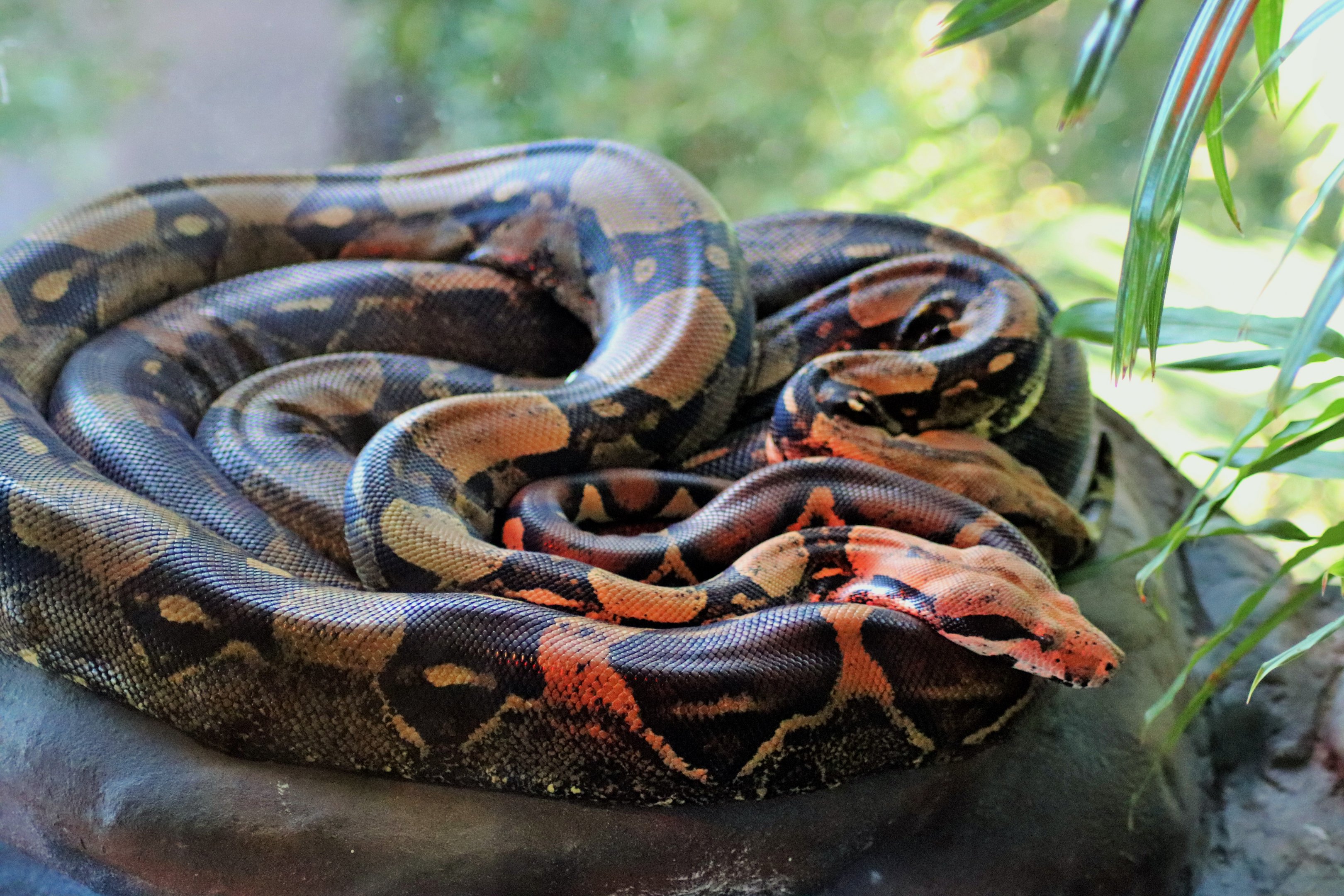 Boa Constrictor (Boa constrictor)