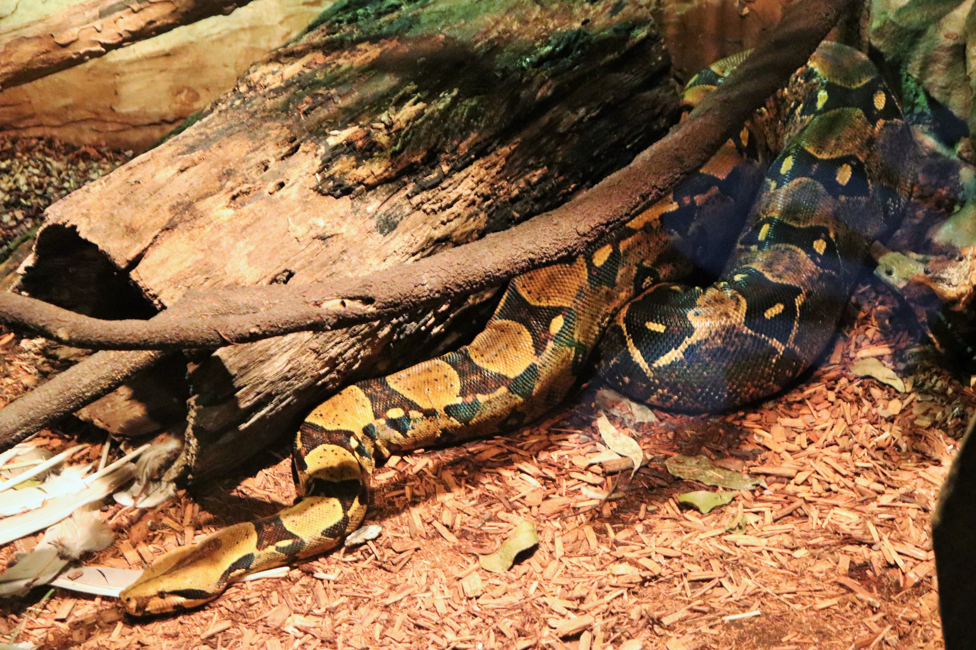 Boa Constrictor (Boa constrictor)