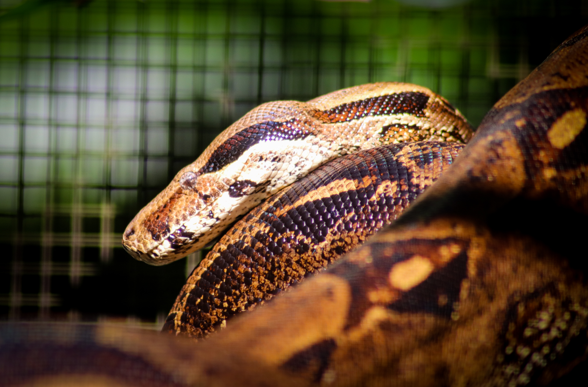 Boa Constrictor (Boa constrictor)