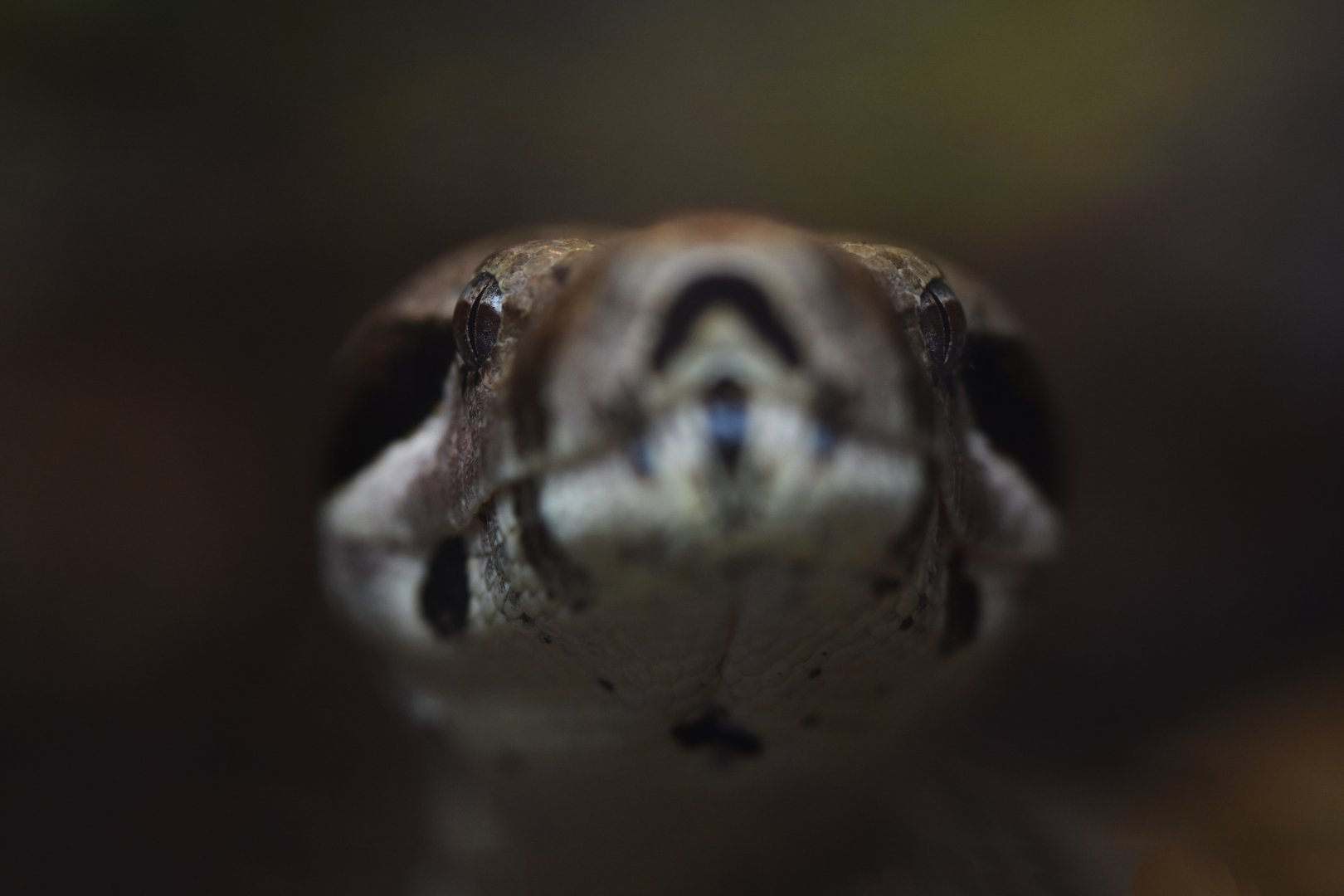Boa constrictor (Boa constrictor)