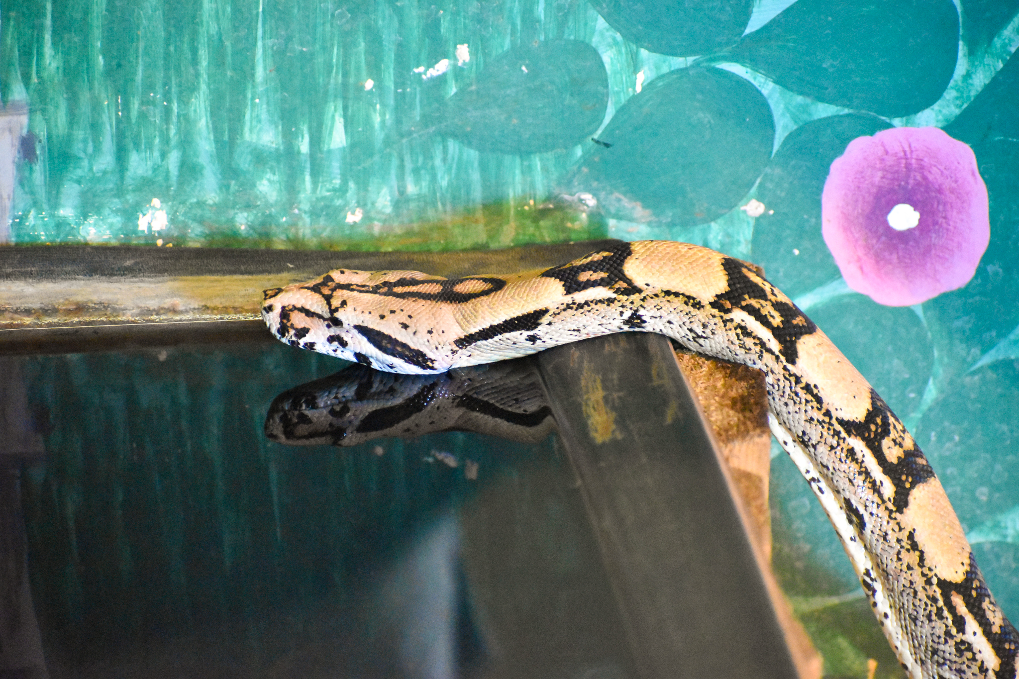 Boa Constrictor (Boa constrictor)