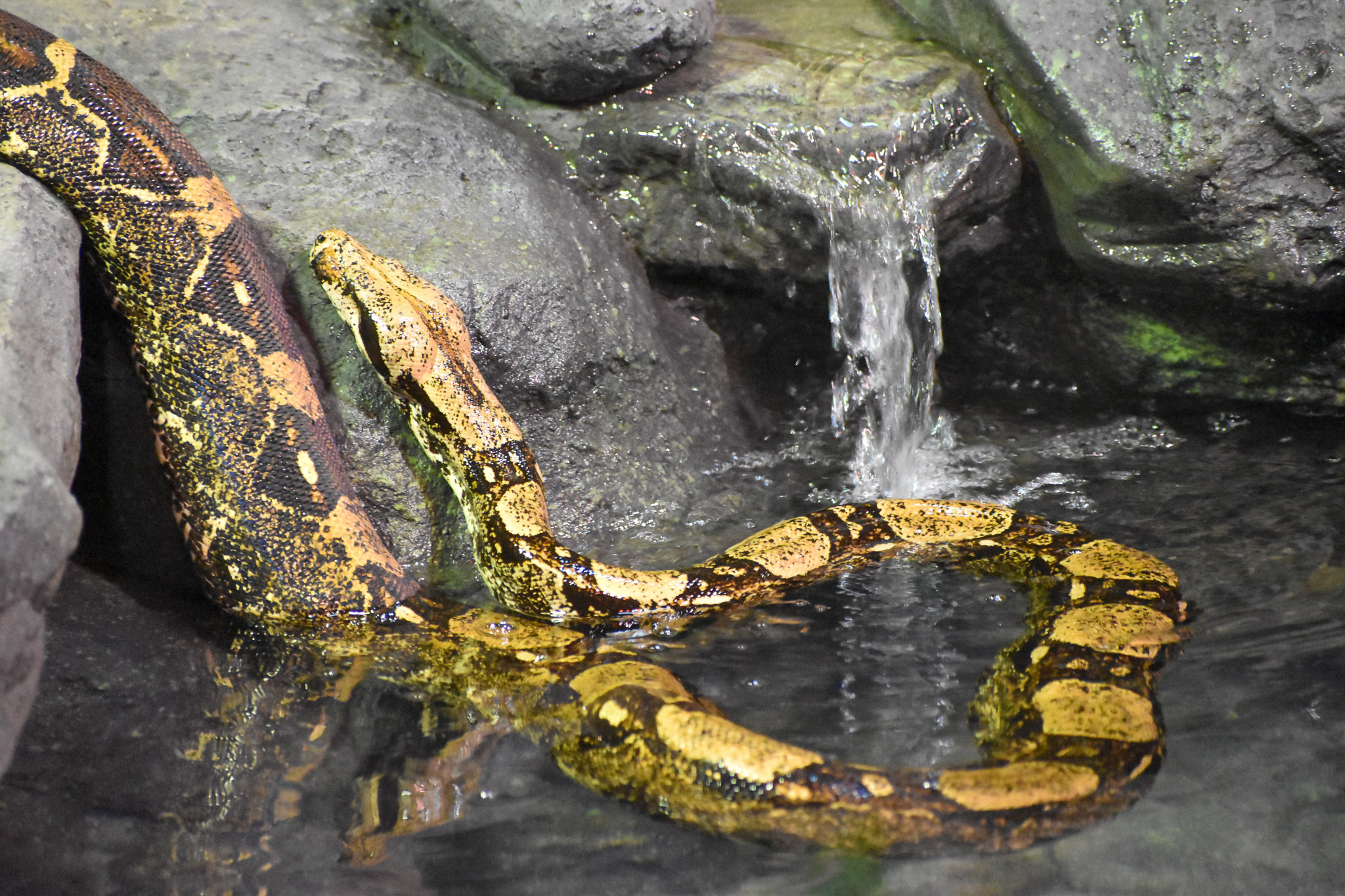 Boa Constrictor (Boa constrictor)