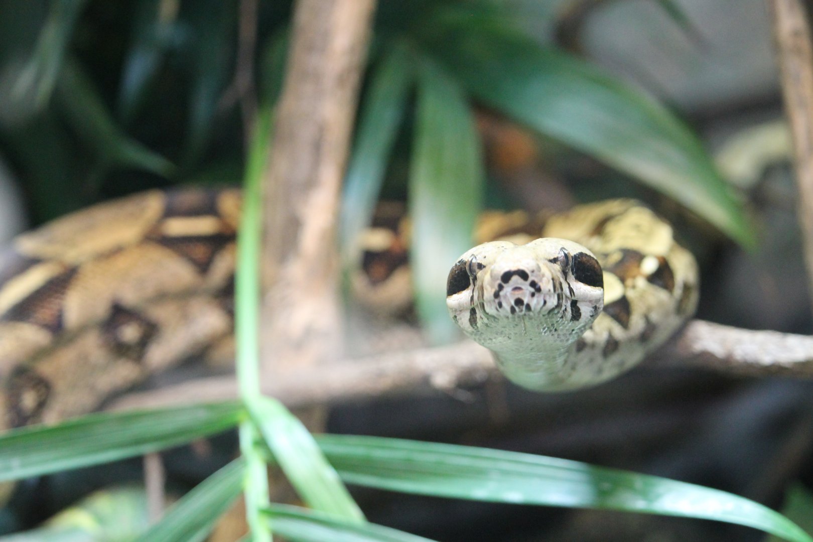 Boa constrictor (Boa constrictor)