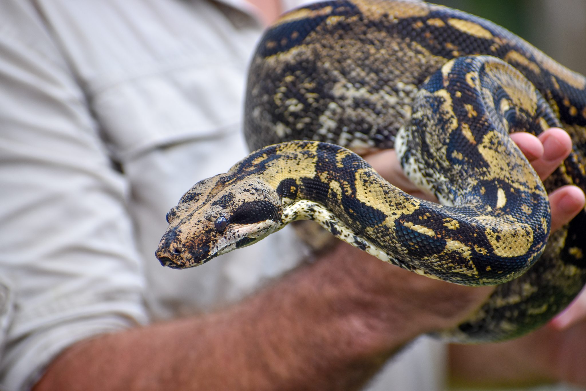 Boa Constrictor (Boa constrictor)