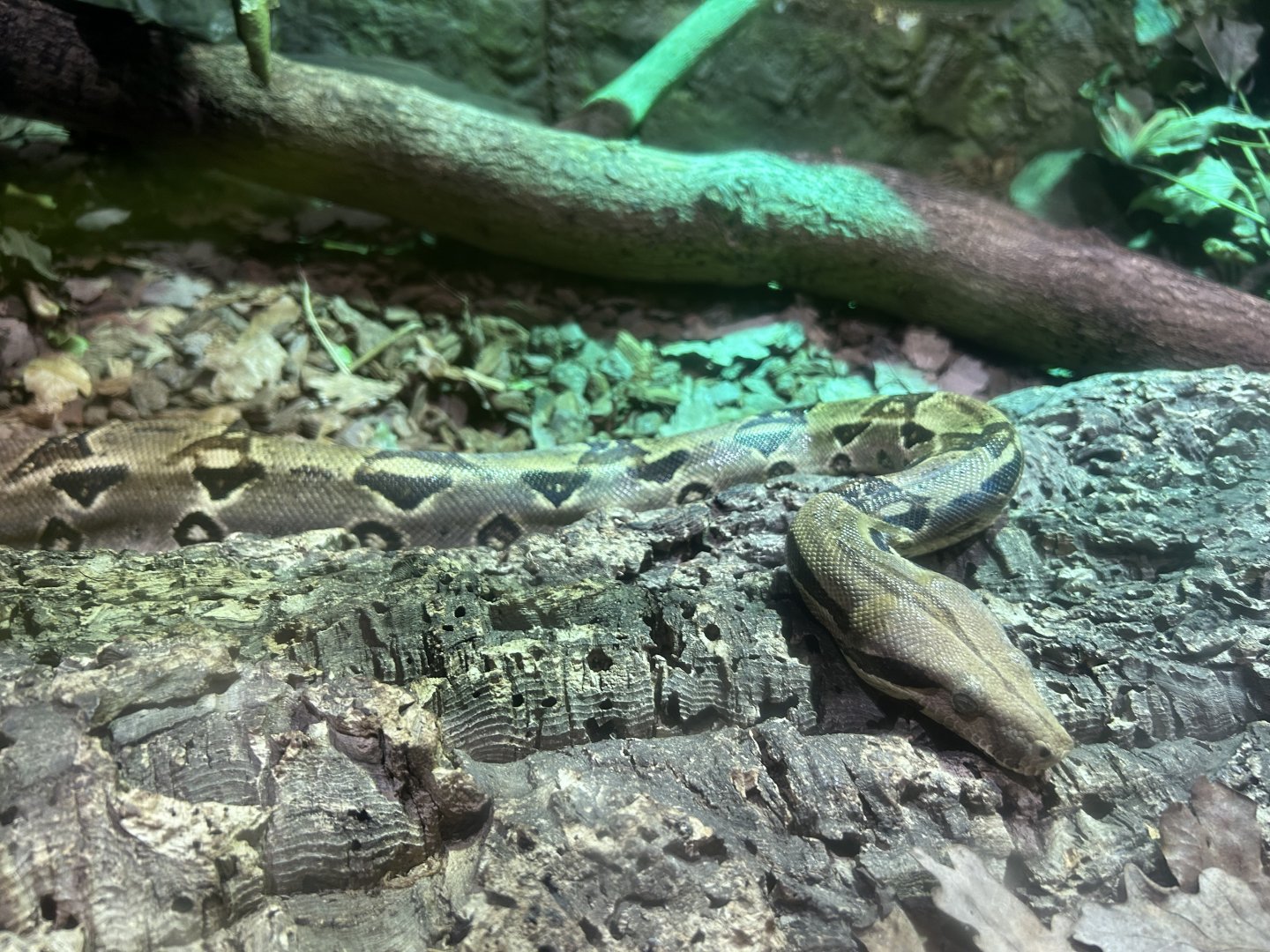 Boa Constrictor, (Boa constrictor)