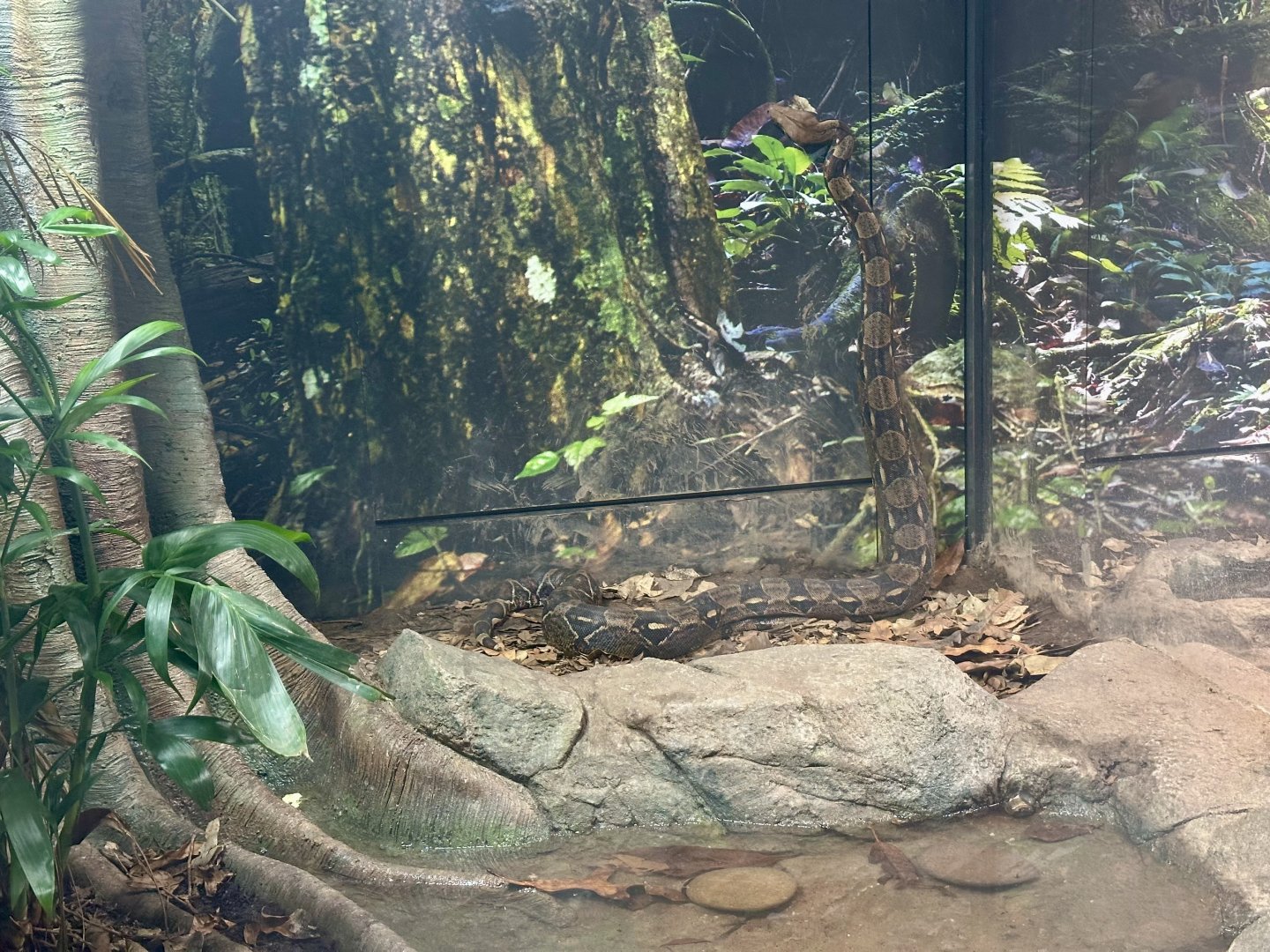 Boa constrictor (Boa constrictor)