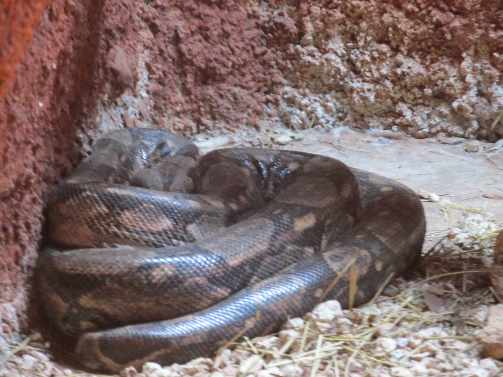 boa constrictor centenario zoo