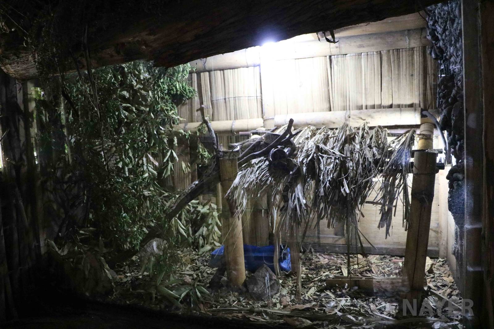 Boa constrictor display - Bioparque la Reserva, March 2016