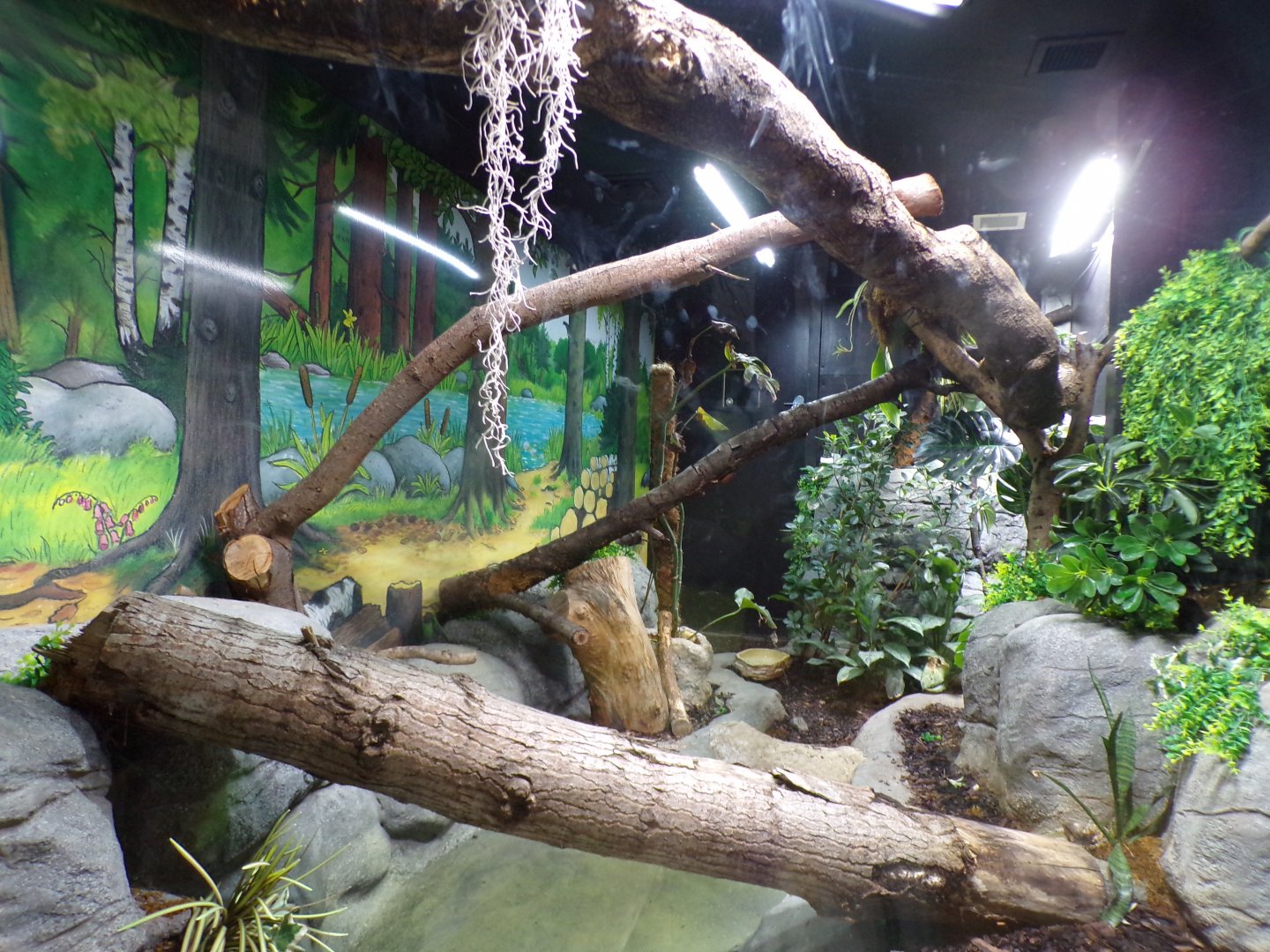 Boa constrictor enclosure 7.7.24