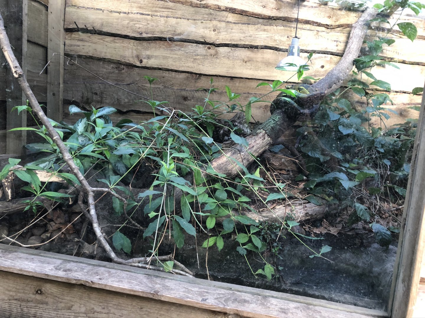 Boa Constrictor Enclosure at Tropical World (March 2019)
