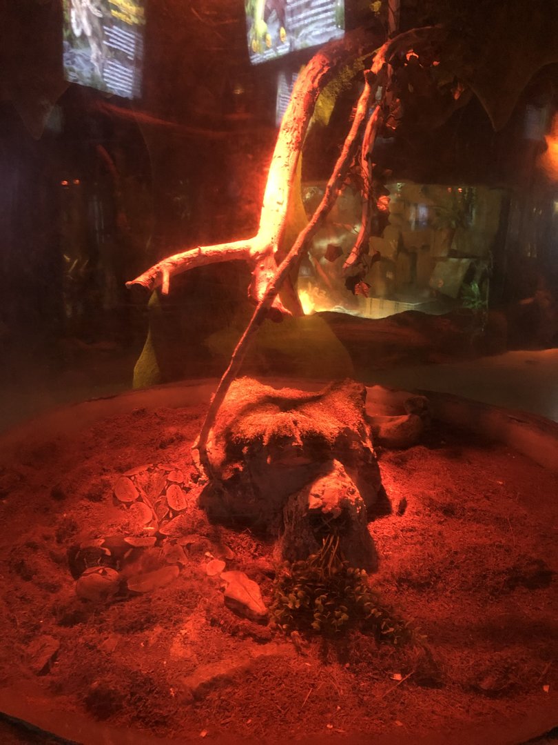 Boa Constrictor Enclosure at ViaSea Aquarium