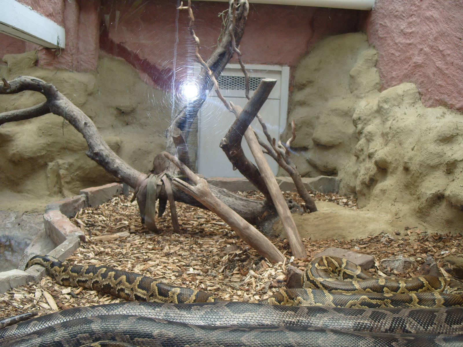 BOA CONSTRICTOR ENCLOSURE