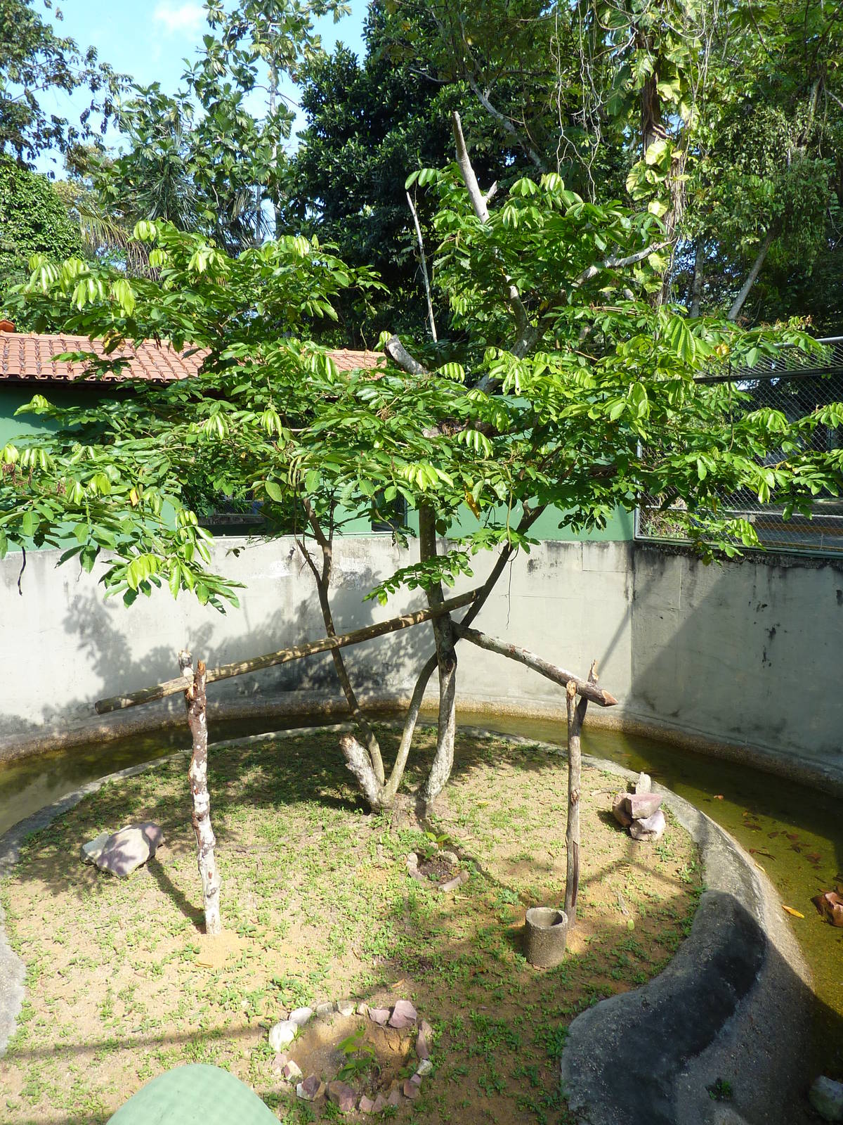 Boa constrictor enclosure