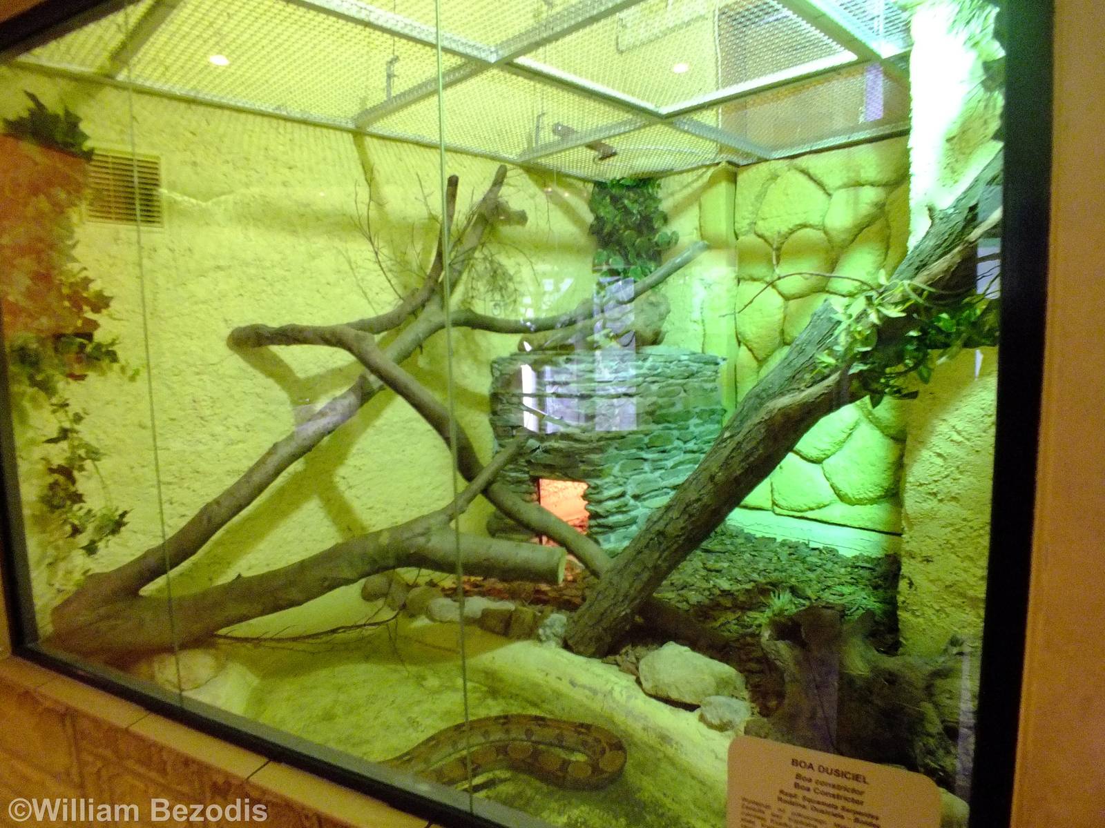 Boa Constrictor Enclosure