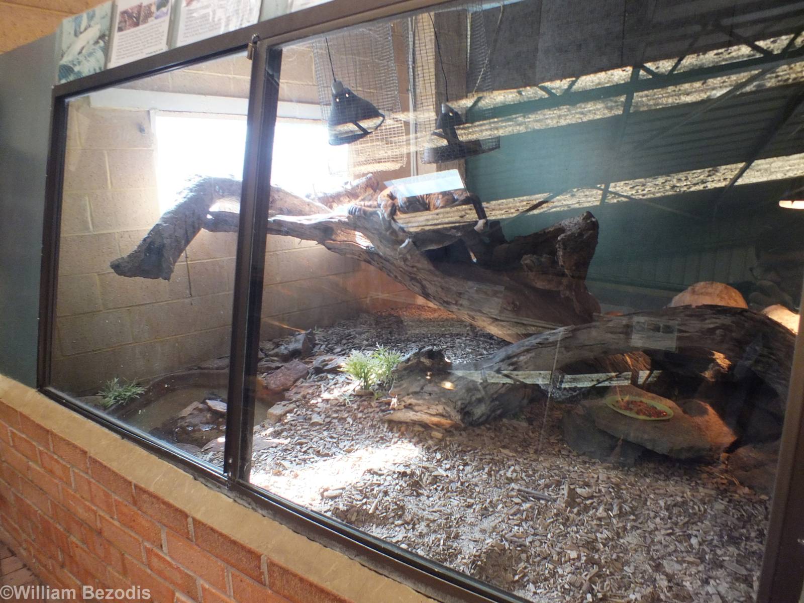Boa Constrictor Enclosure