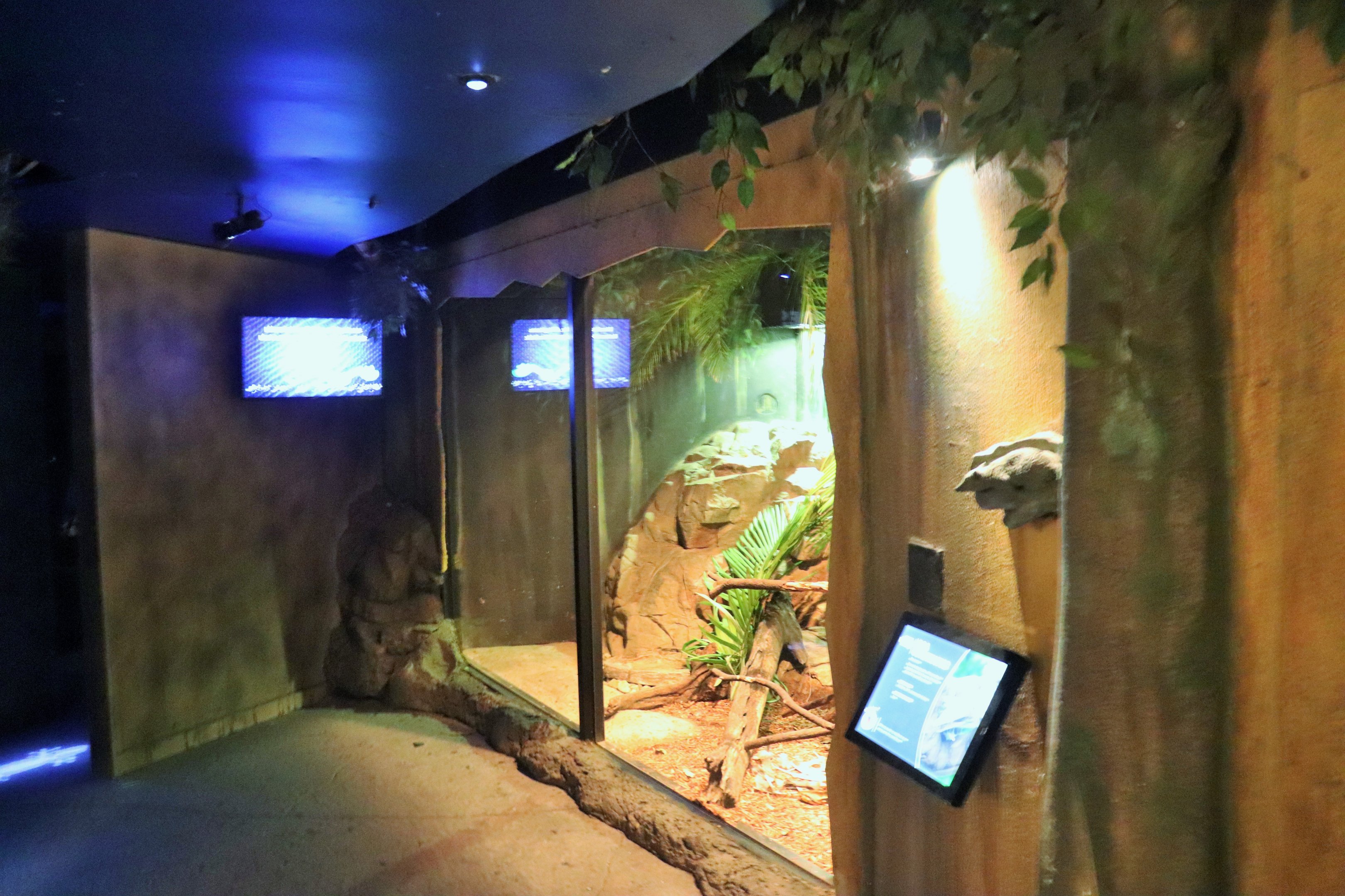 Boa Constrictor Enclosure