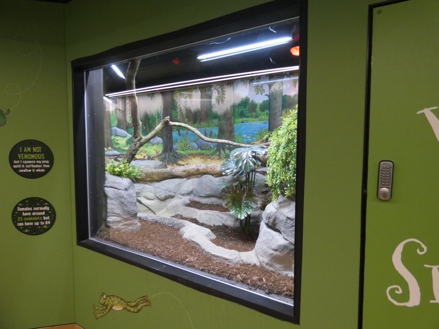 Boa constrictor enclosure