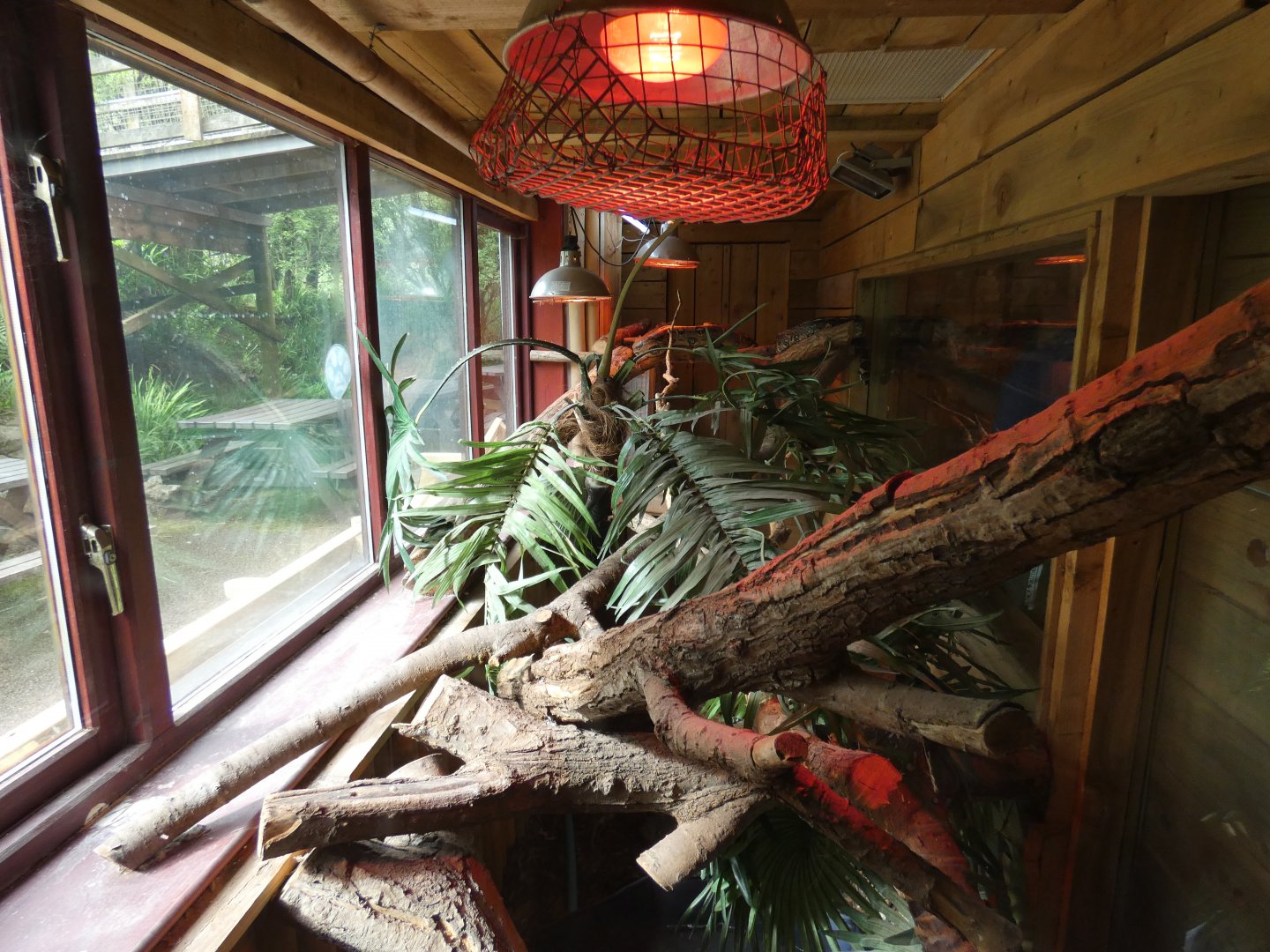 Boa constrictor enclosure