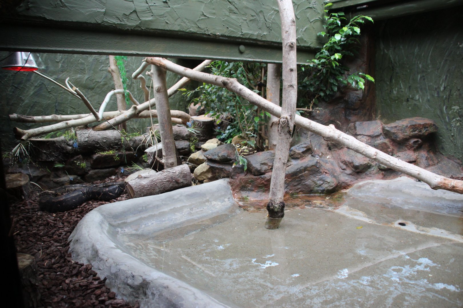 Boa Constrictor Enclosure
