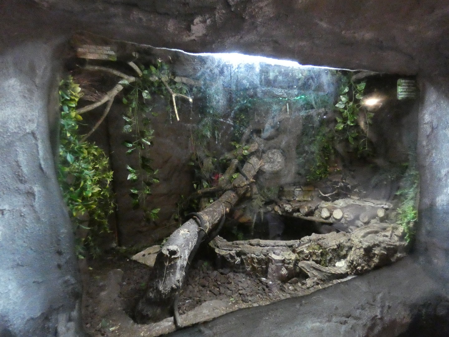Boa constrictor enclosure