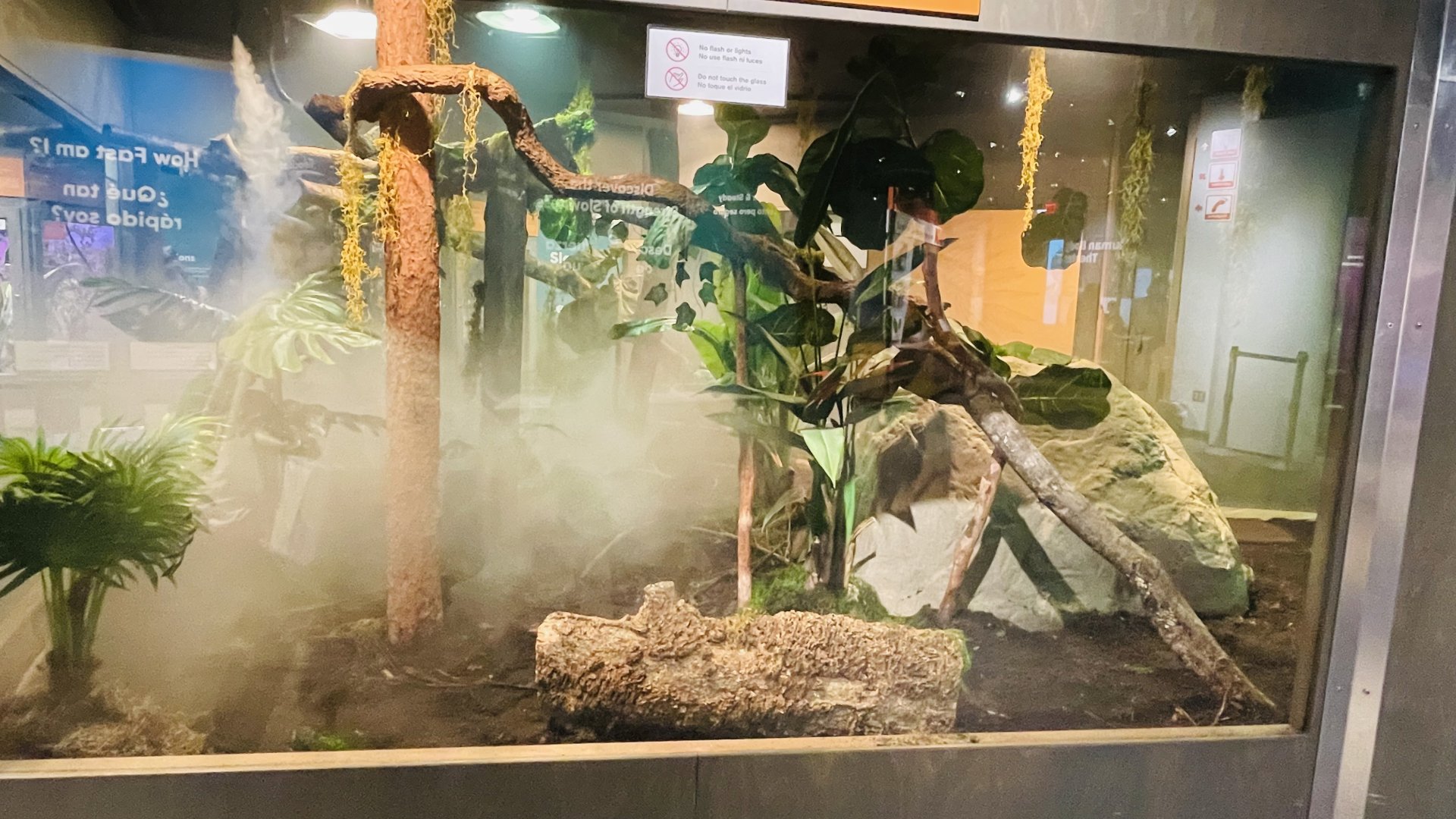 Boa Constrictor Enclosure