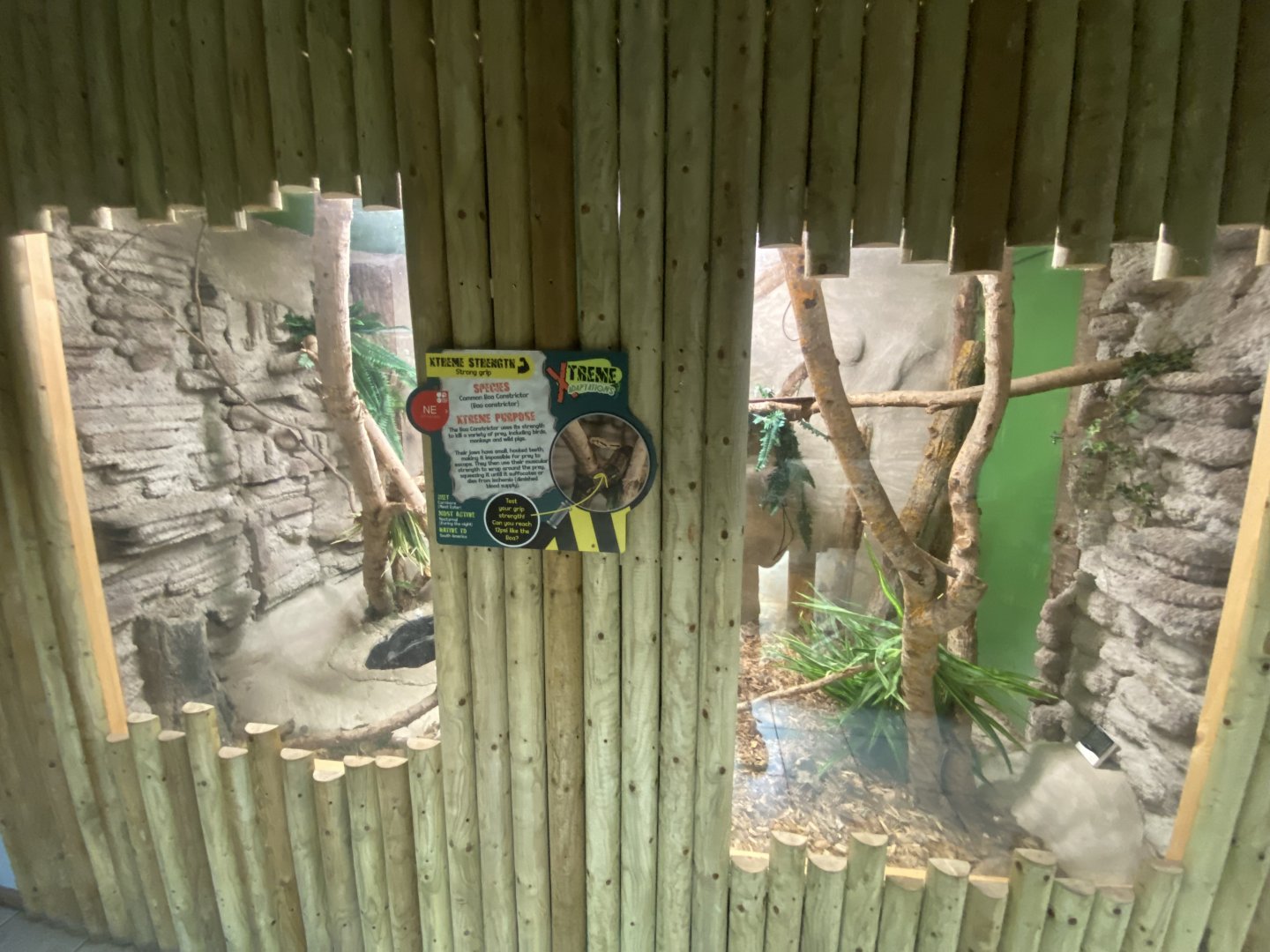 Boa constrictor exhibit 040824