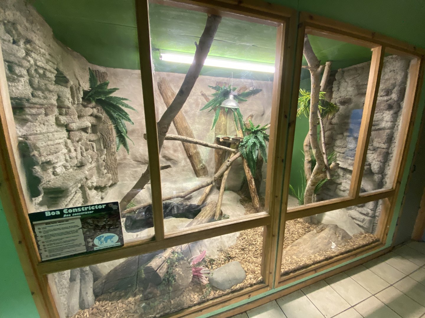 Boa constrictor exhibit 070320