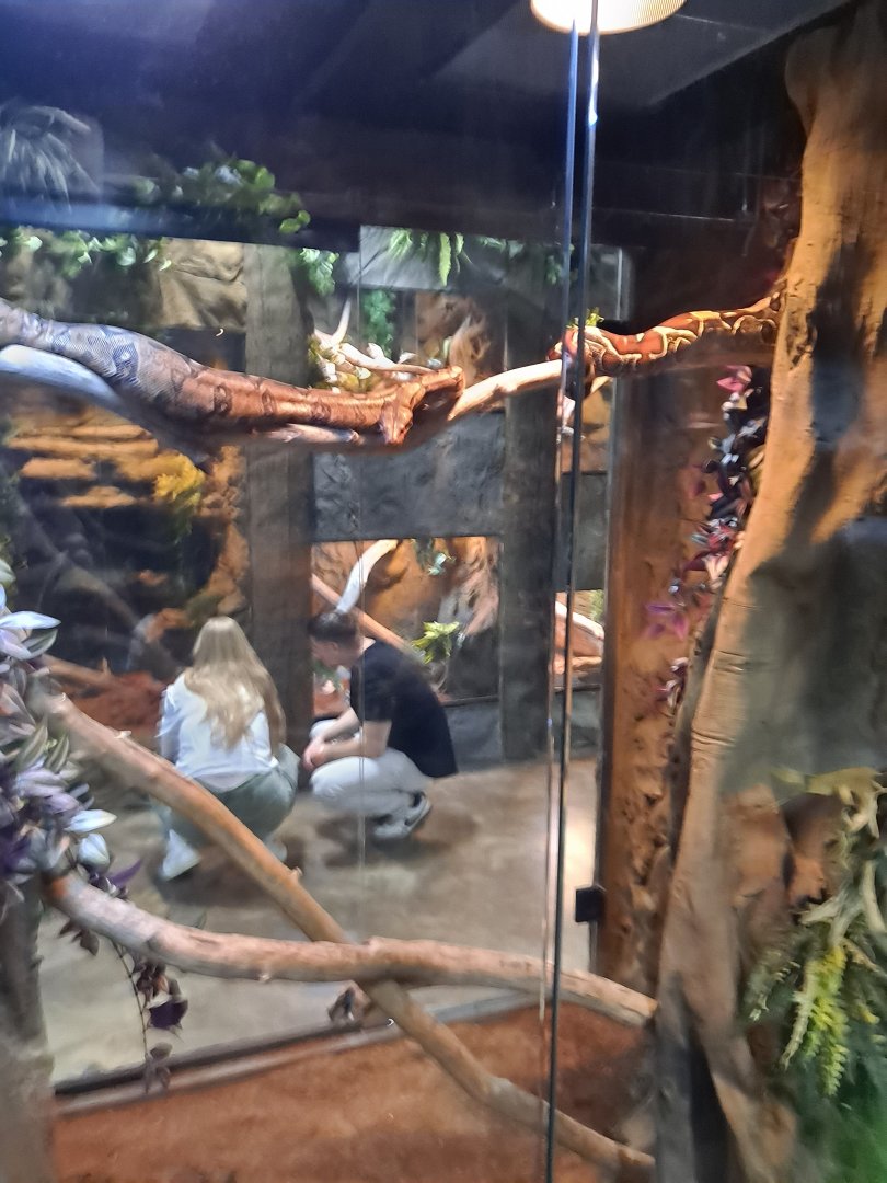 Boa Constrictor Exhibit (4/19/25)