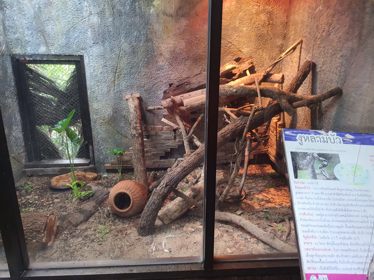 Boa Constrictor Exhibit- Chiang Mai Zoo